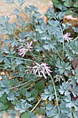 CORYDALIS CAVA