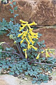 CORYDALIS WILSONII