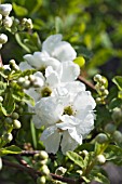 EXOCHORDA KOROLKOWII