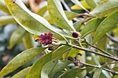 ILLICUM FLORIDANUM