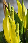 LYSICHITON AMERICANUS