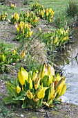 LYSICHITON AMERICANUS