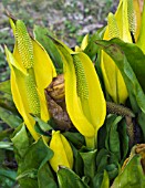 LYSICHITON AMERICANUS