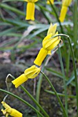 NARCISSUS CYCLAMINEUS