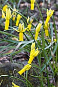 NARCISSUS CYCLAMINEUS