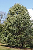 PINUS PATULA