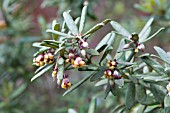 PITTOSPORUM BICOLOR