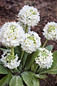 PRIMULA DENTICULATA ALBA