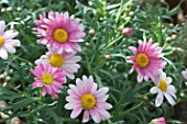 ARGYRANTHEMUM FRUTESCENS SUMMER PINK