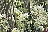 CLEMATIS PIXIE