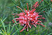 GREVILLEA ROSMARINIFOLIA