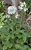 LUNARIA ANNUA ALBUM