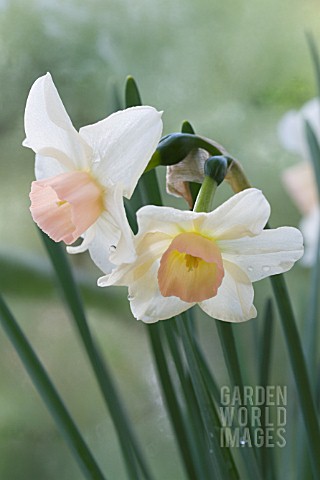 NARCISSUS_BELL_SONG