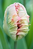 TULIPA APRICOT PARROT