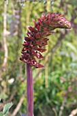 MELIANTHUS MAJOR