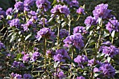 RHODODENDRON AUGUSTINII