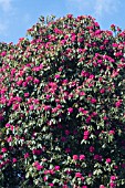 RHODODENDRON CORNISH ARBOREUM