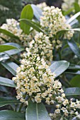 SKIMMIA LAUREOLA