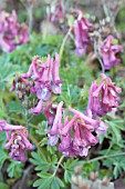 CORYDALIS SOLIDA