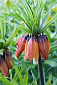 FRITILLIRIA IMPERIALIS ROSEA