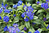 MYOSOTIS NINA BLUE EARLY