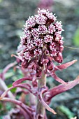 PETASITES HYBRIDUS