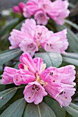 RHODODENDRON SUTCHUENENSE