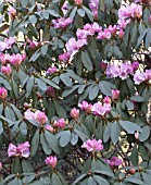 RHODODENDRON SUTCHUENENSE