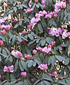 RHODODENDRON SUTCHUENENSE