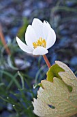 SANGUINARIA CANADENSIS