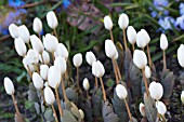 SANGUINARIA CANADENSIS