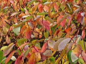 CORNUS ALBA (DOGWOOD)