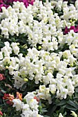 ANTIRRHINUM FLOREAL SHOWERS F1 WHITE