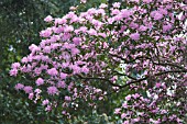 RHODODENDRON OREOTREPHES EXQUISETUM GROUP