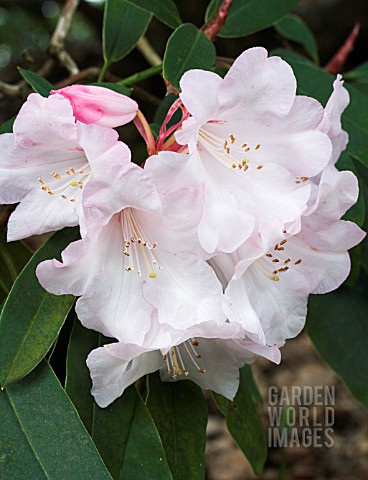 RHODODENDRON_WHITE_GLORY_X_GEORGETTE