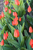 TULIPA PRAESTANS FUSILIER