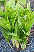 VERATRUM NIGRUM