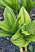 VERATRUM NIGRUM