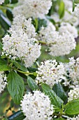 CEANOTHUS INCANUS