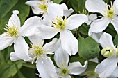 CLEMATIS MONTANA ALBA