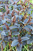 LYSIMACHIA CILIATA FIRECRACKER