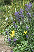 CAMASSIA LEICHTLINII & TULIPA WEST POINT