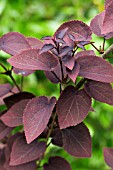 CERCIDIPHYLLUM JAPONICUM ROTFUSCH (RED FOX)