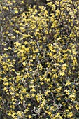 COROKIA COTONEASTER