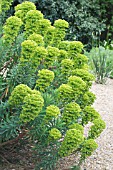 EUPHORBIA CHARACIUS