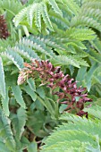 MELIANTHUS MAJOR