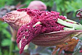 RHEUM PALMATUM ATROSANGUINEUM