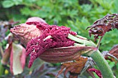 RHEUM PALMATUM ATROSANGUINEUM