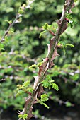 ROSA SERICEA OMEINSIS PTERACANTHA