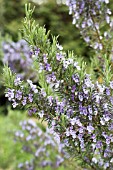ROSMARINUS OFFICINALIS
